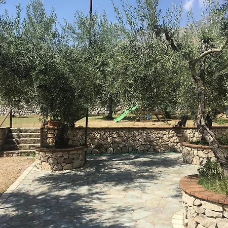 L’ulivo *
